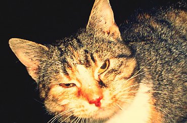 KOTUSIA...:) #działka #kot #wolnożyjące #wolontariat