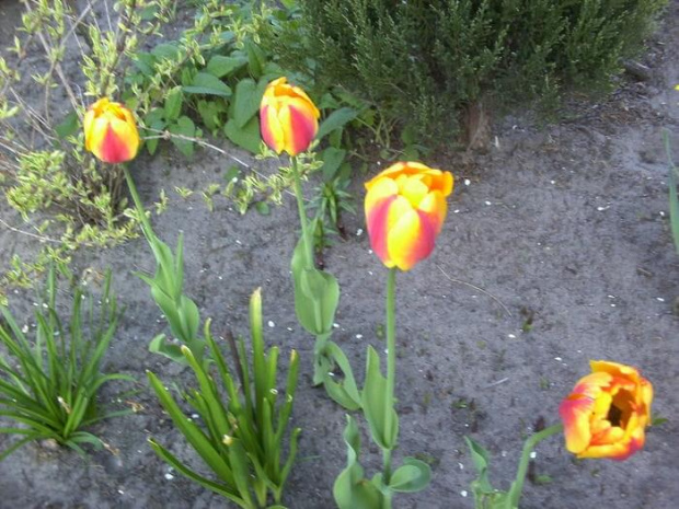 tulipany 2013