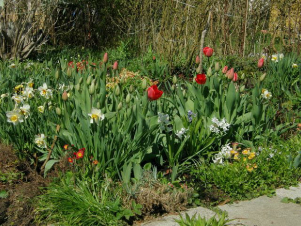 #kwiaty #ogród #wiosna