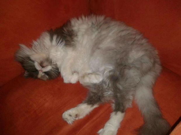 Lusia