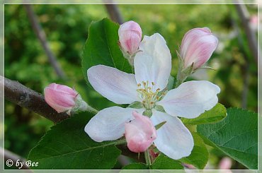 #kwiaty #KwitnąceDrzewa #ogród #sad #wiosna