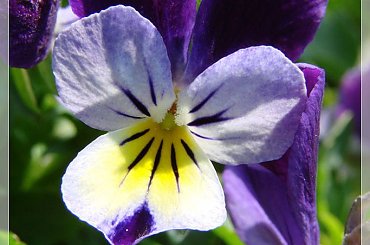 #bratki #kwiatki #ogród #wiosna