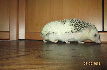 Mój jeżyk :) Samiczka #jeż #jeże #jeżyk #jeżyki #młode #samica #samiec