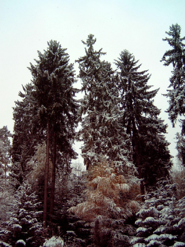 Pierwszy śnieg w RABCE-Zdrój 20.10.2007r #śnieg #rabka