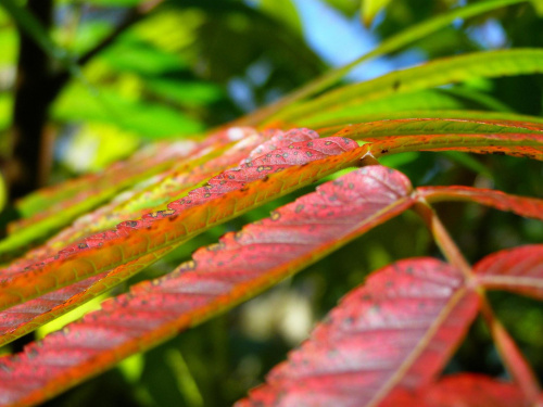 Kolorowe liście, zdjęcie makro, kolory czerwień, zieleń