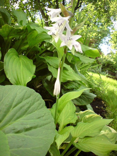 hosta