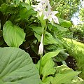 hosta