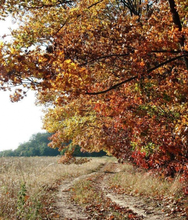 gm.Lubin-jesień