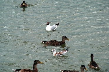 Ptaki #kaczki #KrynicaMorska #mewy #plaża #Ptaki #morze #urlop