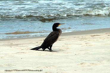 Ptaki #Kormoran #KrynicaMorska #plaża #Ptaki #urlop #morze