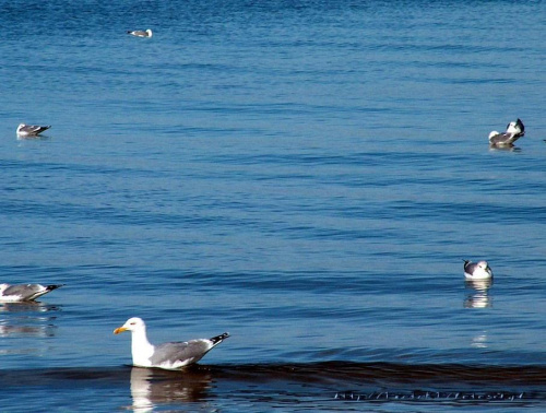Ptaki #KrynicaMorska #mewy #plaża #Ptaki #morze #urlop