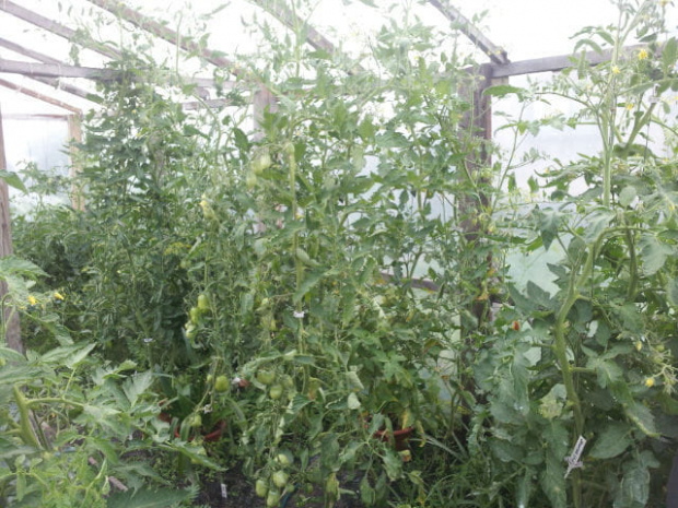 pomidor #pomidory