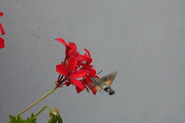 Ćma- Fruczak gołąbek kręcąca się wokół pelargonii. #ćma #motyl #fruczak