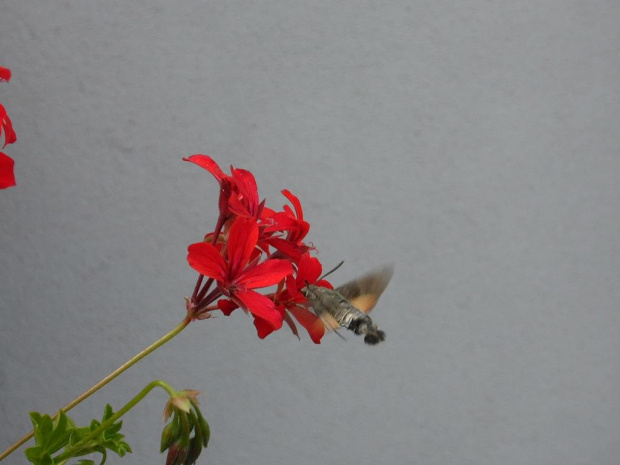 Ćma- Fruczak gołąbek kręcąca się wokół pelargonii. #ćma #motyl #fruczak