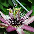 Passiflora ?