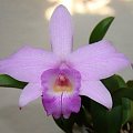 Laelia alaorii x praestans