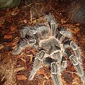 Lasiodora parachybana