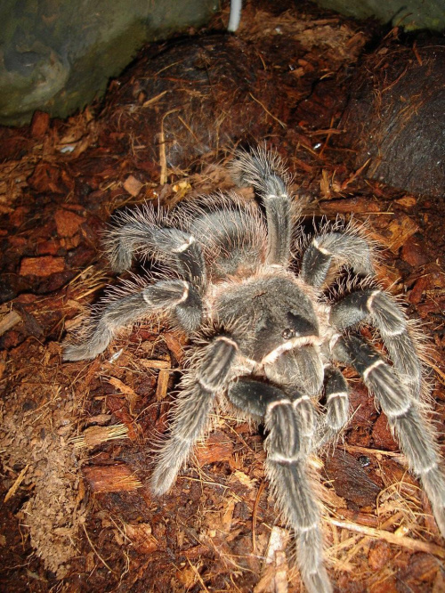 Lasiodora parachybana