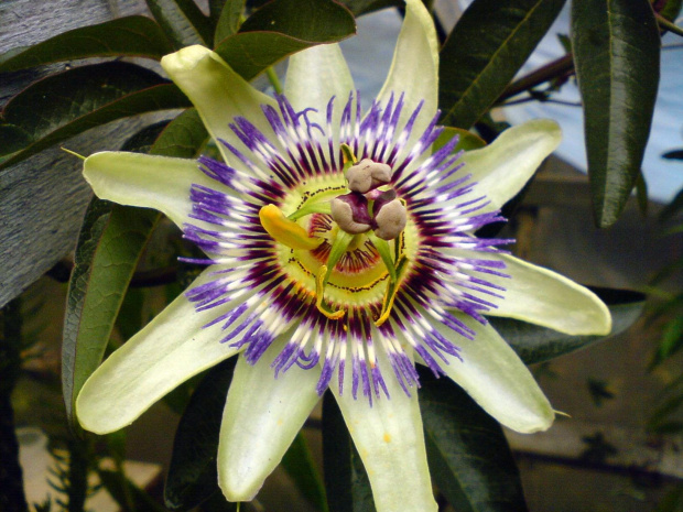 Passiflora caerulea