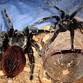 Brachypelma vagans