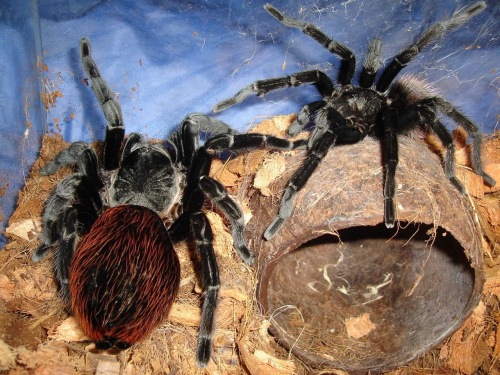 Brachypelma vagans