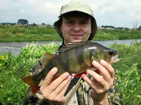 Okoń 36cm. Lipiec 2007. Narew.