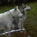 Zabawa Luny i Albina w ogrodzie (Luna to ta wlkowata, a Albin ten biały) #PsyHuskyZabawa