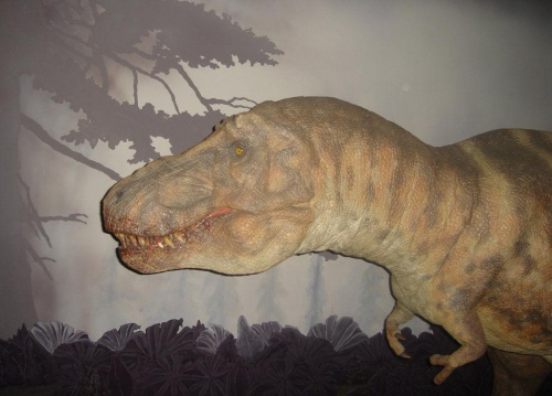 tak dla ciekawych ten dinozaur sie rusza i wydaje rozne dzwieki:) #dinozaur #muzeum