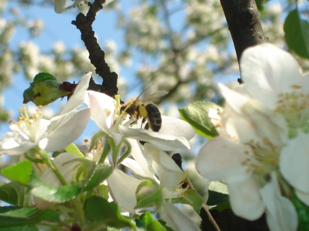 Pszczółka na kwiatku:) #roślinki #kwiaty #pszczółka #owady
