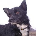 Micio 8