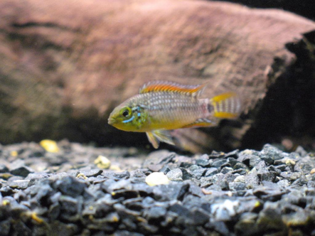 Apistogramma sp. Vielfleck 5