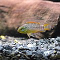 Apistogramma sp. Vielfleck 5