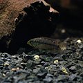 Apistogramma sp. Vielfleck 1