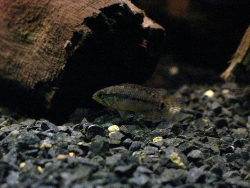 Apistogramma sp. Vielfleck 1