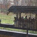 sikorki modraszki w karmniku na słonince #PtakiSikorkiModraszki