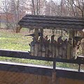Sikorki bogatki w karmniku #PtakiSikorkiBogatki