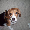 Moja Figusia to najmądrzejszy i najukochańszy pies pod słońcem #pies #słoneczko #zwierzęta #beagle #przyjaciel #natura