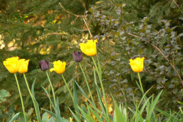 ogród z przełomu miesięcy kwietnia- maja