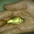 złota rybka