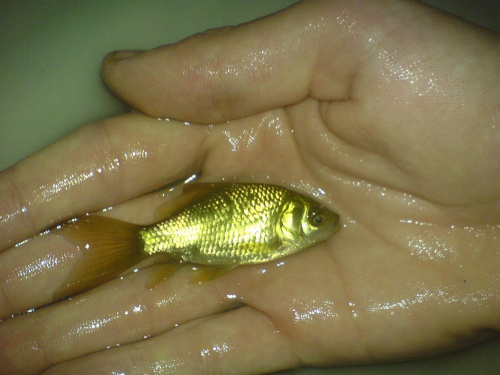 złota rybka