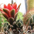 Gymnocalycium Baldianum (lipiec 2007)