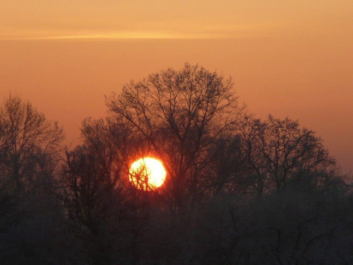 #słońce #zima #drzewa #pole