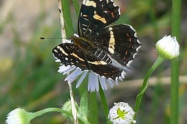 #MOTYLE #KWIATY #PRZYRODA #OWADY