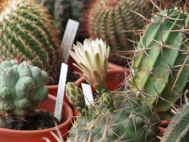 Gymnocalycium Capillaense (czerwiec 2007)