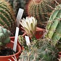 Gymnocalycium Capillaense (czerwiec 2007)