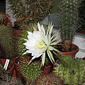 Echinopsis obrepanda (czerwiec 2007)