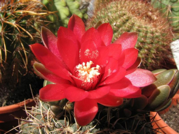 Gymnocalycium Baldianum (lipiec 2007)