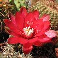 Gymnocalycium Baldianum (lipiec 2007)