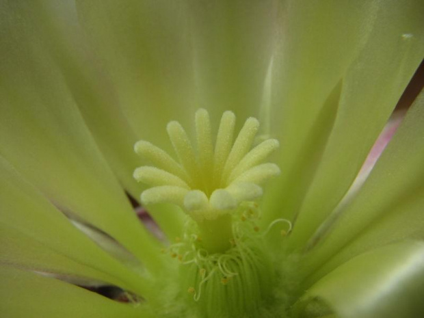 Hamatocactus Hamatacanthus (wrzesień 2007)