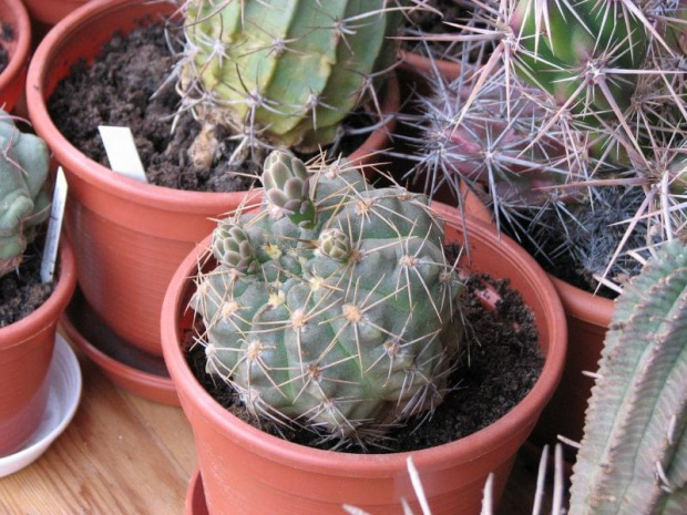 Gymnocalycium Capillaense (czerwiec 2007)